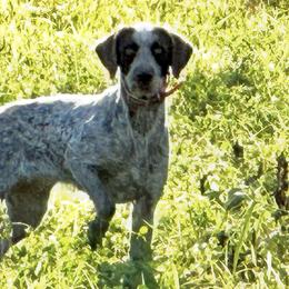 Hazel - German Wirehaired Pointer