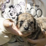 American Bully, Bernedoodle, Poodle, Sheepadoodle, and Whoodle Puppies from Wonderland’s Boujie Kennels