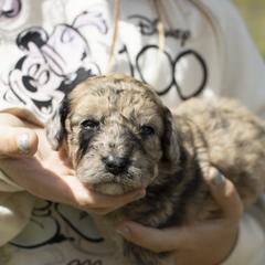 American Bully, Bernedoodle, Poodle, Sheepadoodle, and Whoodle Puppies from Wonderland’s Boujie Kennels