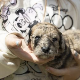 American Bully, Bernedoodle, Poodle, Sheepadoodle, and Whoodle Puppies from Wonderland’s Boujie Kennels
