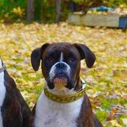Boxers from Good Breeders