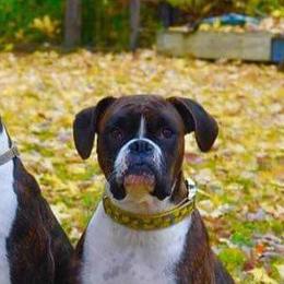 Boxers from Good Breeders