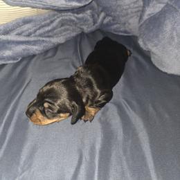 Dachshund Puppies from Joseph Dachshund's