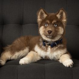 Siberian Huskies from Primal Siberian