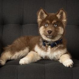 Siberian Huskies from Primal Siberian