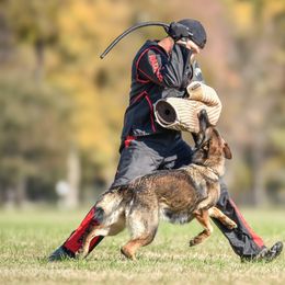 Essayons - German Shepherd