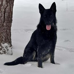 Asia - German Shepherd