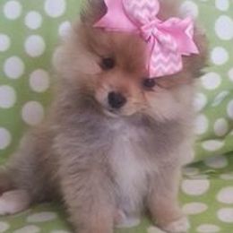 Pomeranians from Heather Merillat