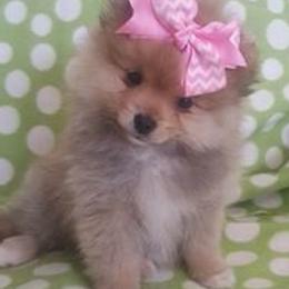 Pomeranians from Heather Merillat