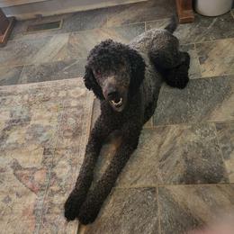 Tank - Poodle