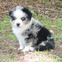 Poppy - Blue merle male Australian Shepherd puppy in Macon, Georgia from Shaina’s Shepherds