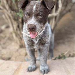 Australian Cattle Dog puppies from A2 Australian Cattle Dogs