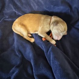 Boy 3 - Apricot male Cavapoo puppy in Nampa,, Idaho from Clig Doodle Days