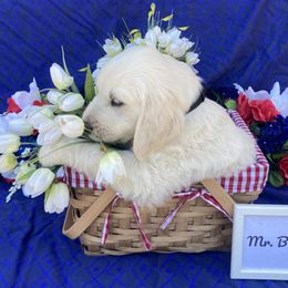 Boy 4 Black (Ben) - Light golden Golden Retriever puppy in Pacheco, California from One Thousand Tails