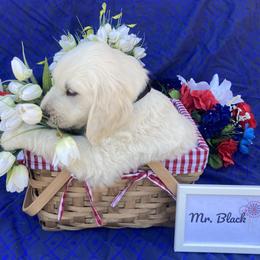 Boy 4 Black (Ben) - Light golden Golden Retriever puppy in Pacheco, California from One Thousand Tails