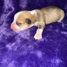 Bunny - White and red female Pembroke Welsh Corgi puppy in Godley, Texas from Bradley Kennels