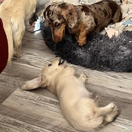 Dachshund Puppies from Dachshund Family Love Breeders