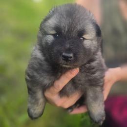 Quartz - Gray silver and black female Keeshond puppy in Logan, Ohio from Hocking Hills Keeshonds