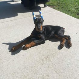 Doberman Pinscher Puppies from KB's Dobermans