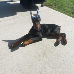 Doberman Pinscher Puppies from KB's Dobermans