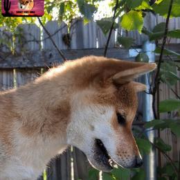 Shiba Inu Puppies from Sunset State Shiba
