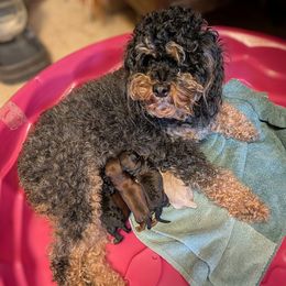 Cockapoo puppies from Cano Cockapoos