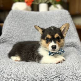Jake - Black and tan Pembroke Welsh Corgi puppy in Renton, Washington from Laurel Canyon Kennels