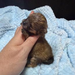 London - Orange sable female Pomeranian puppy in Waterloo, Indiana from Garcias Pomeranian