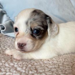 Chanel - Piebald female Dachshund puppy in Gladewater, Texas from Devoted Dachshunds
