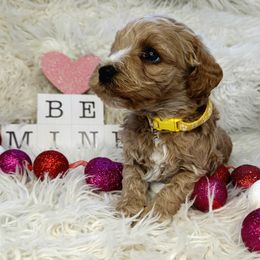 Cavapoo, Goldendoodle, and Labradoodle Puppies from Curls and Camo Pups