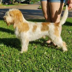 Australian Shepherds and Grand Basset Griffon Vendeens from Lifetime Australian Shepherds and GBGVS