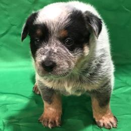 L63-01 - Blue male Australian Cattle Dog puppy in Sheridan, Oregon from 6pk Cattledogs