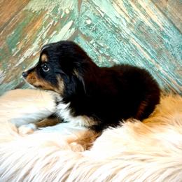 Millie - Black tri female Miniature Australian Shepherd puppy in Opelika, Alabama from Haden’s Mini Aussies