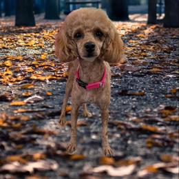 Norma - Poodle