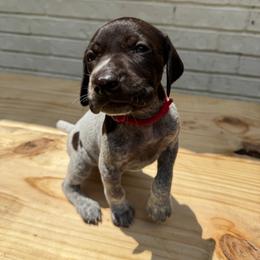 Brazos - Liver roan male German Shorthaired Pointer puppy in Orange, Texas from River Bottom Pointers