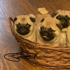 Pugs from Lyons’ Heart French Bulldogs and Pugs of North Florida
