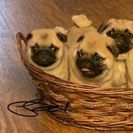 Pugs from Lyons’ Heart French Bulldogs and Pugs of North Florida