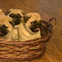 Pugs from Lyons’ Heart French Bulldogs and Pugs of North Florida