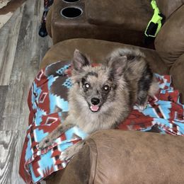 Carmen - Pomeranian