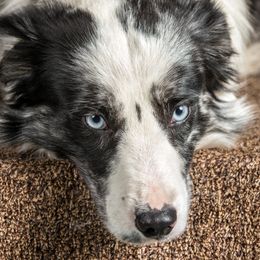 Pecos - Border Collie