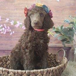 Poodle Puppies from Krystyana's Poodles