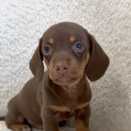 Boy number one Natasha - Chocolate and tan male Dachshund puppy in Spokane, Washington from Dearhaven Doxie