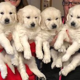 Golden Retriever Puppies from Dune Grass Goldens