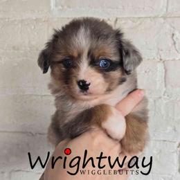 Honeycrisp - Blue merle male Miniature Australian Shepherd puppy in Dowagiac, Michigan from Wrightway Wigglebutts