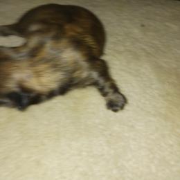Shih Tzu Puppies from Peterson Shih Tzus