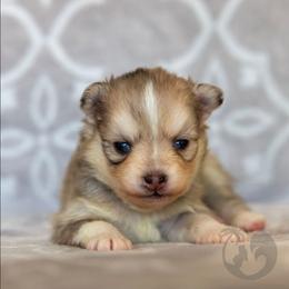 Golden - Merle female Pomsky puppy in Sumter, South Carolina from Emerald Skies Pomskies