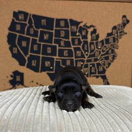 Reba - Black tri female Miniature Australian Shepherd puppy in Michie, Tennessee from Acton Aussies