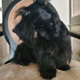 Tartan - Scottish Terrier