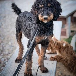 Roper - Phantom male Poodle puppy in Caldwell, Idaho from Boise Doodle Co.