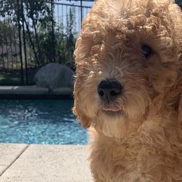 Bernedoodles and Goldendoodles from Country Hills Doodles